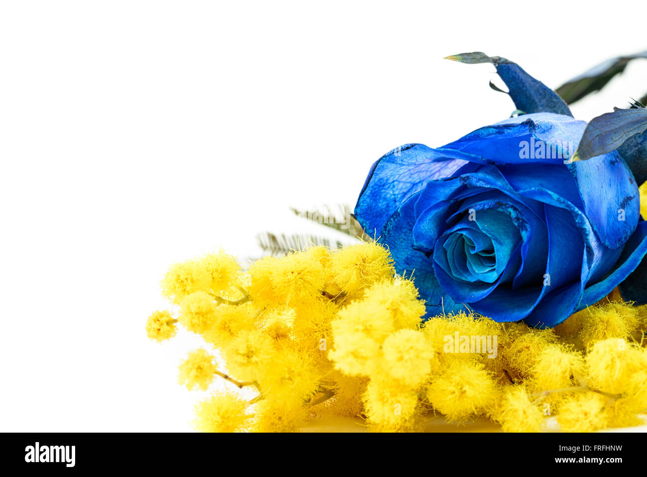 La mimosa e la rosa blu su sfondo bianco Foto stock - Alamy