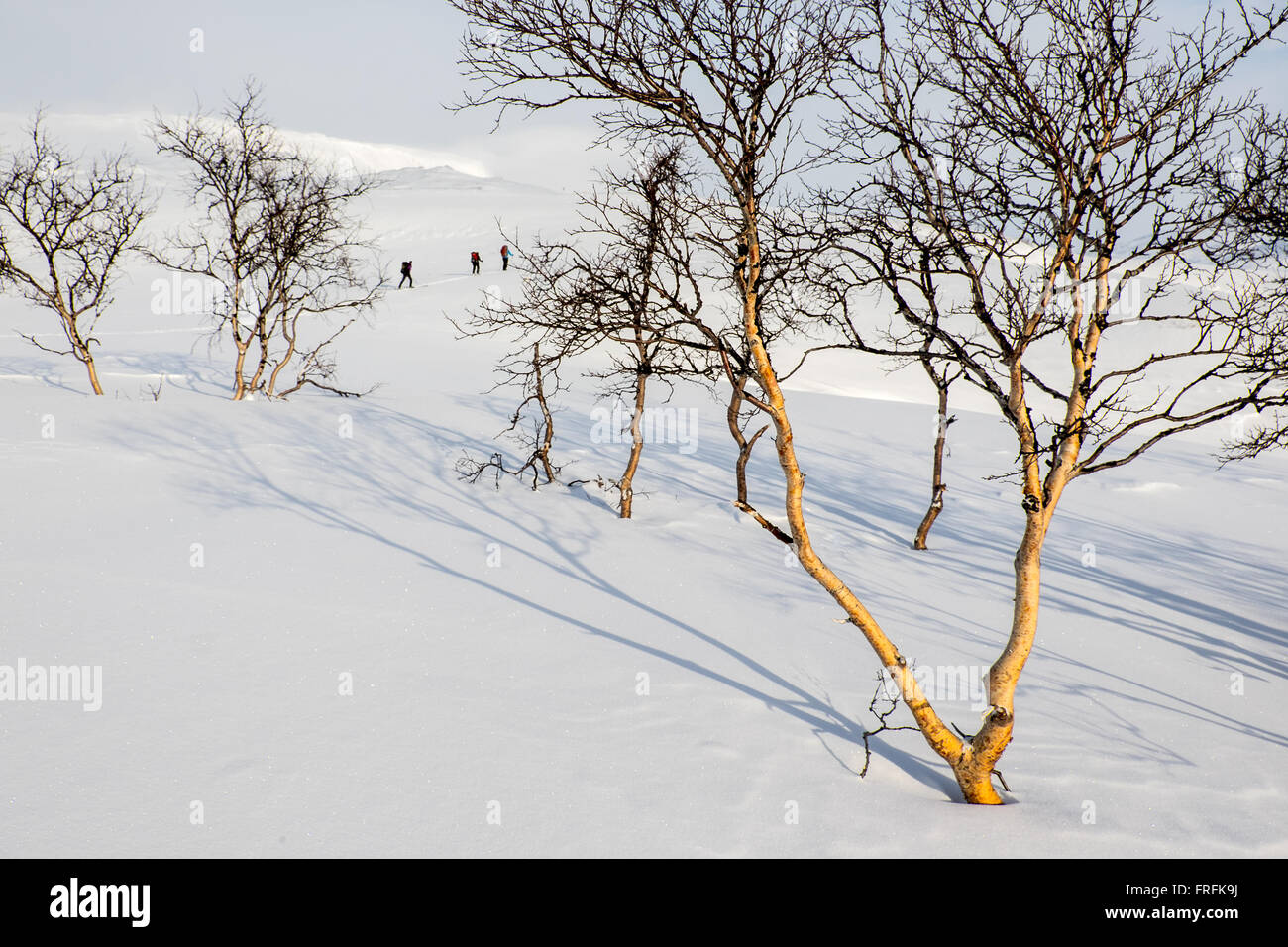 Ski tourer in Saltfjellet National Park, Norvegia Foto Stock