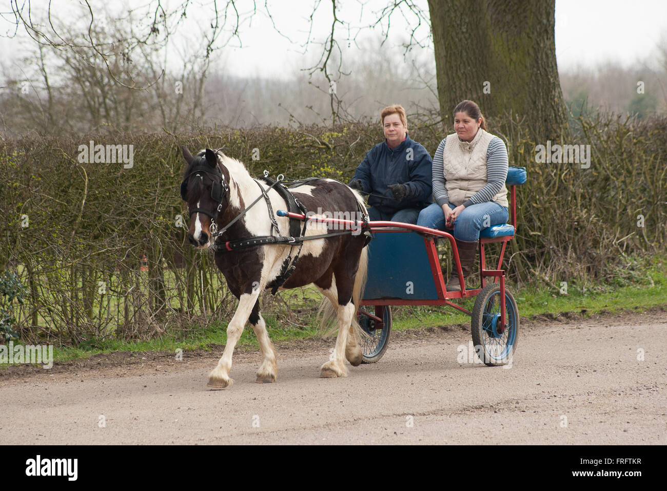 Leicestershire, Regno Unito. Xxii Marzo 2016. Due signore a cavallo nella loro formazione carrello trainato attraverso il Leicestershire campagna da un pony colorati durante un piacevolmente calda mattina nonostante il misty per iniziare la giornata Credito: Jim Harrison/Alamy Live News Foto Stock