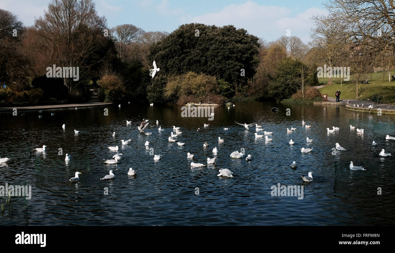 Brighton, Regno Unito. Xxii marzo, 2016. In una frenesia di spruzzare un gregge di aringa gabbiani fanno la maggior parte del caldo e soleggiato meteo a molla come provengono entroterra per lavarsi le piume al Queens Park stagno a Brighton . Credito: Simon Dack/Alamy Live News Foto Stock