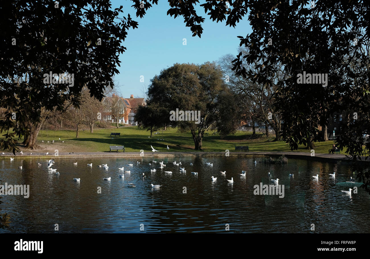 Brighton, Regno Unito. Xxii marzo, 2016. In una frenesia di spruzzare un gregge di aringa gabbiani fanno la maggior parte del caldo e soleggiato meteo a molla come provengono entroterra per lavarsi le piume al Queens Park stagno a Brighton . Credito: Simon Dack/Alamy Live News Foto Stock