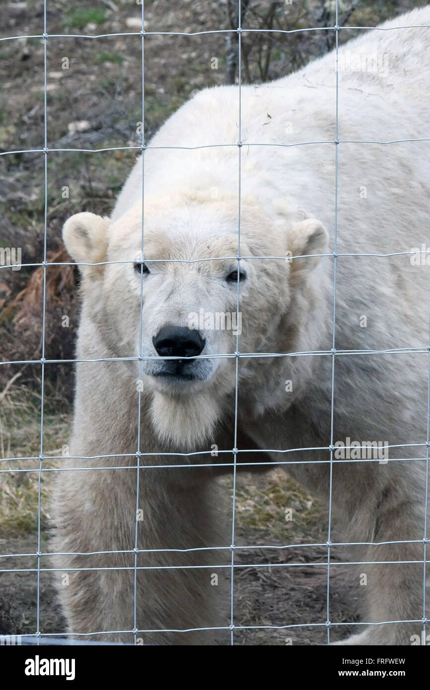 Kincraig, Scotland, Regno Unito, 22 marzo, 2016. Maschio di orso polare Arktos al RZSS Highland Wildlife Park, Credito: Ken Jack / Alamy Live News Foto Stock