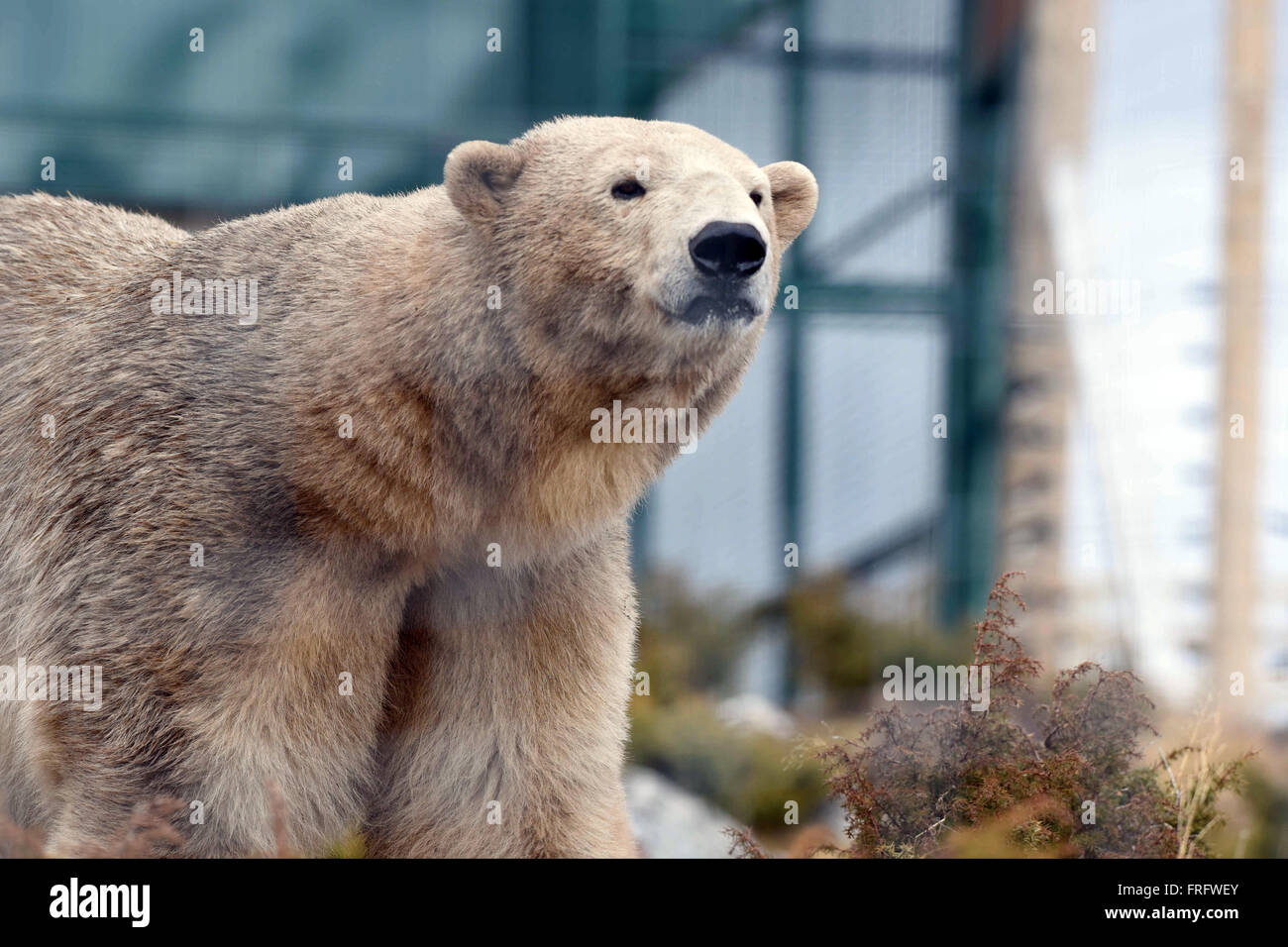 Kincraig, Scotland, Regno Unito, 22 marzo, 2016. Maschio di orso polare Arktos al RZSS Highland Wildlife Park, Credito: Ken Jack / Alamy Live News Foto Stock