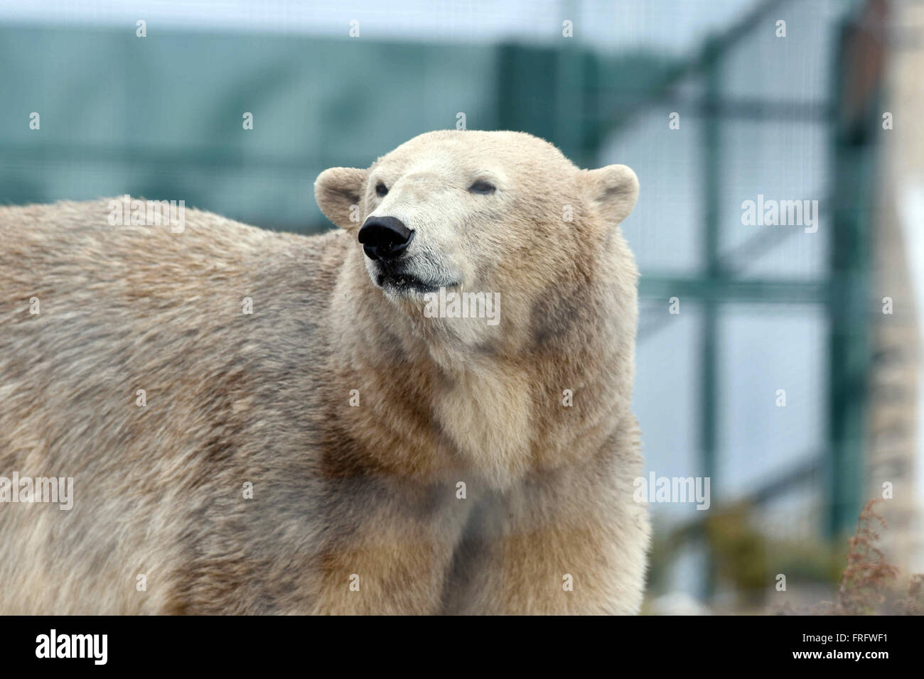 Kincraig, Scotland, Regno Unito, 22 marzo, 2016. Maschio di orso polare Arktos al RZSS Highland Wildlife Park, Credito: Ken Jack / Alamy Live News Foto Stock
