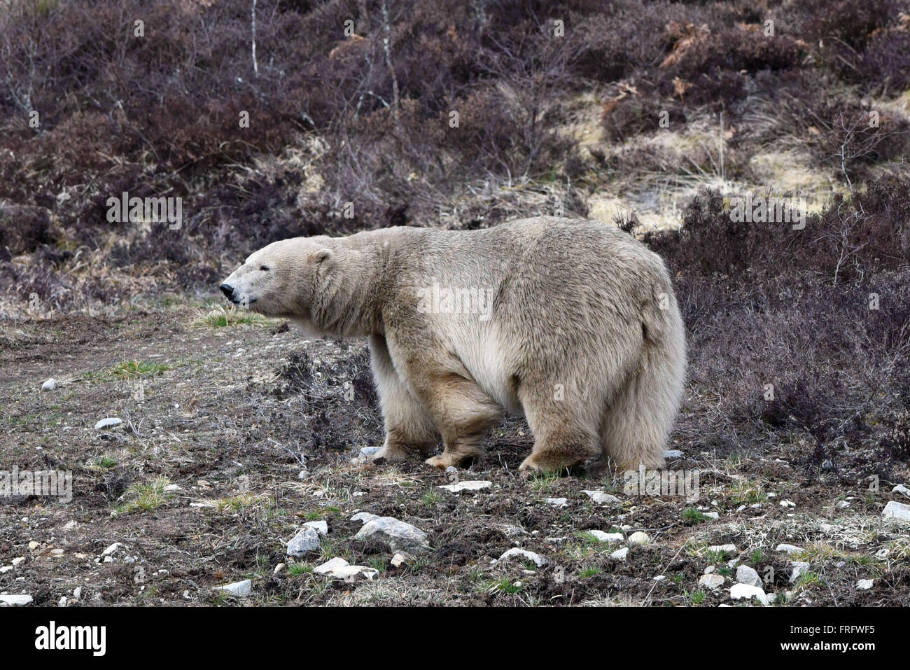 Kincraig, Scotland, Regno Unito, 22 marzo, 2016. Femmina orso polare Victoria al RZSS Highland Wildlife Park, Credito: Ken Jack / Alamy Live News Foto Stock