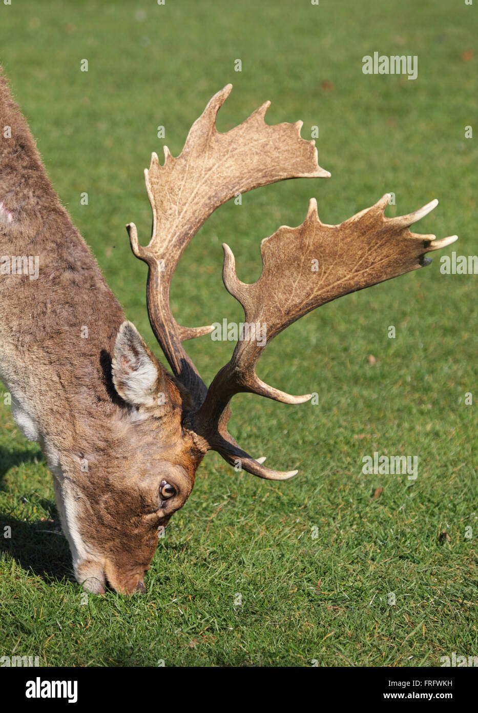 Bushy Park, London, Regno Unito. Xxii Marzo 2016. Era un caldo 14 gradi, con un cielo azzurro e sole come questa magnifica Stag Cervo felicemente lambisce in Bushy Park, London, Regno Unito. Credito: Julia Gavin UK/Alamy Live News Foto Stock