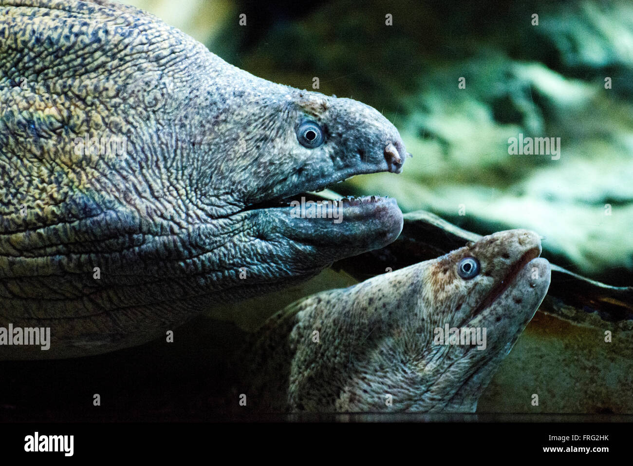 Gijon, Spagna. Xxii marzo, 2016. Murena mediterranea (Muraena helena) presso l'Aquarium di Gijon Giornata mondiale dell'acqua su Marzo 22, 2016 a Gijon, Spagna. Credito: David Gato/Alamy Live News Foto Stock