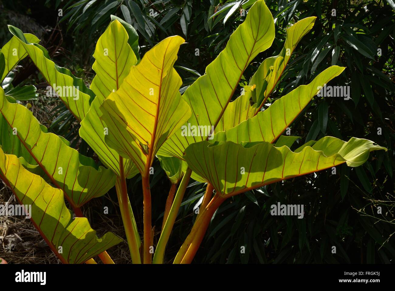 Pianta a foglia larga retroilluminata ripresa nel giardino botanico delle Barbados Foto Stock