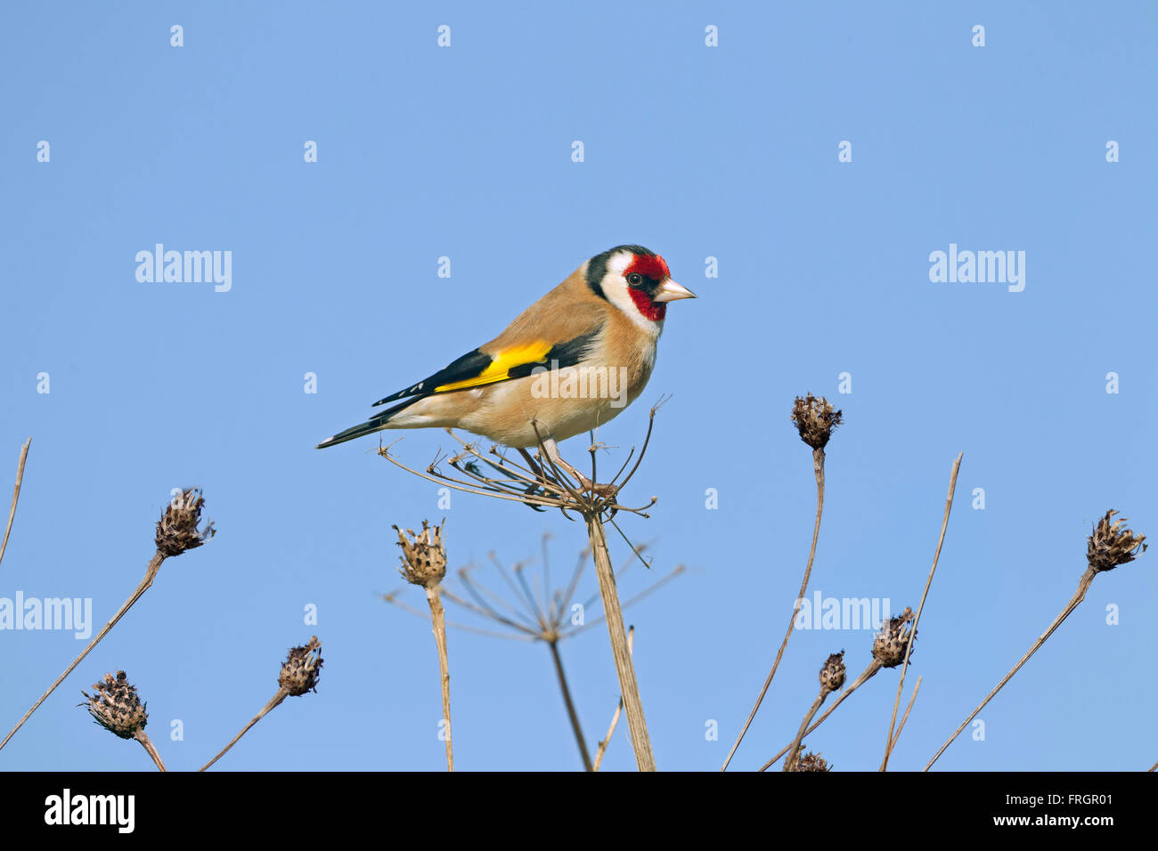 Cardellino Carduelis carduelis avanzamento sul bordo del campo Foto Stock