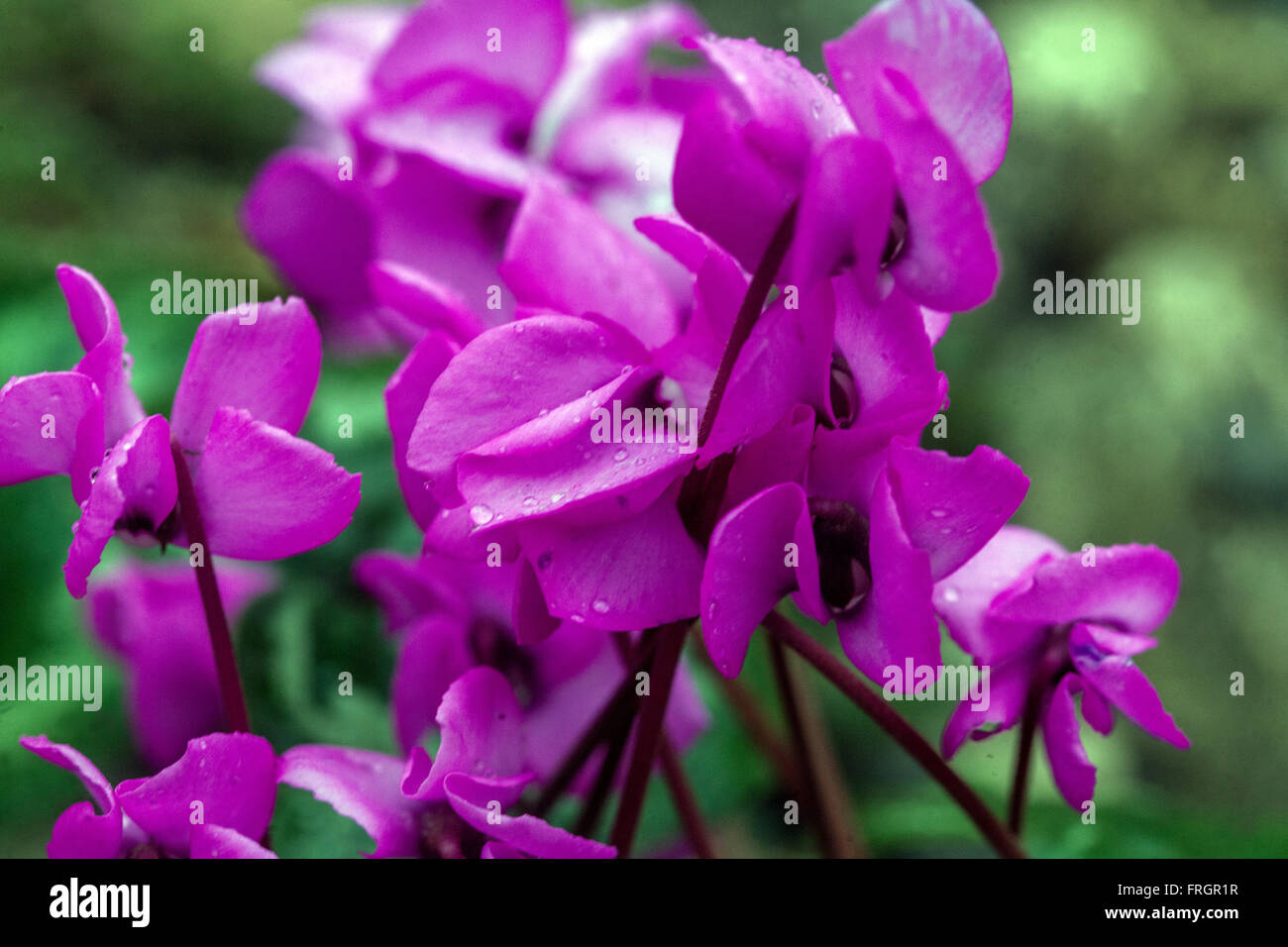 Ciclamino coum, l'orientale sowbread, scuro fiore rosa Foto Stock