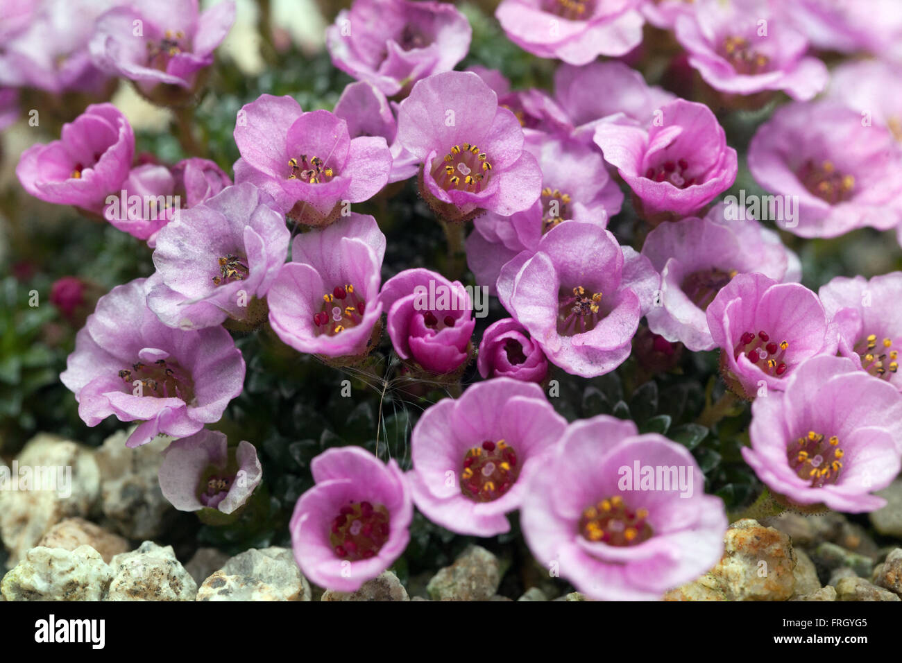 Sassifrago alpino Saxifraga 'Tysoe Pink' Foto Stock