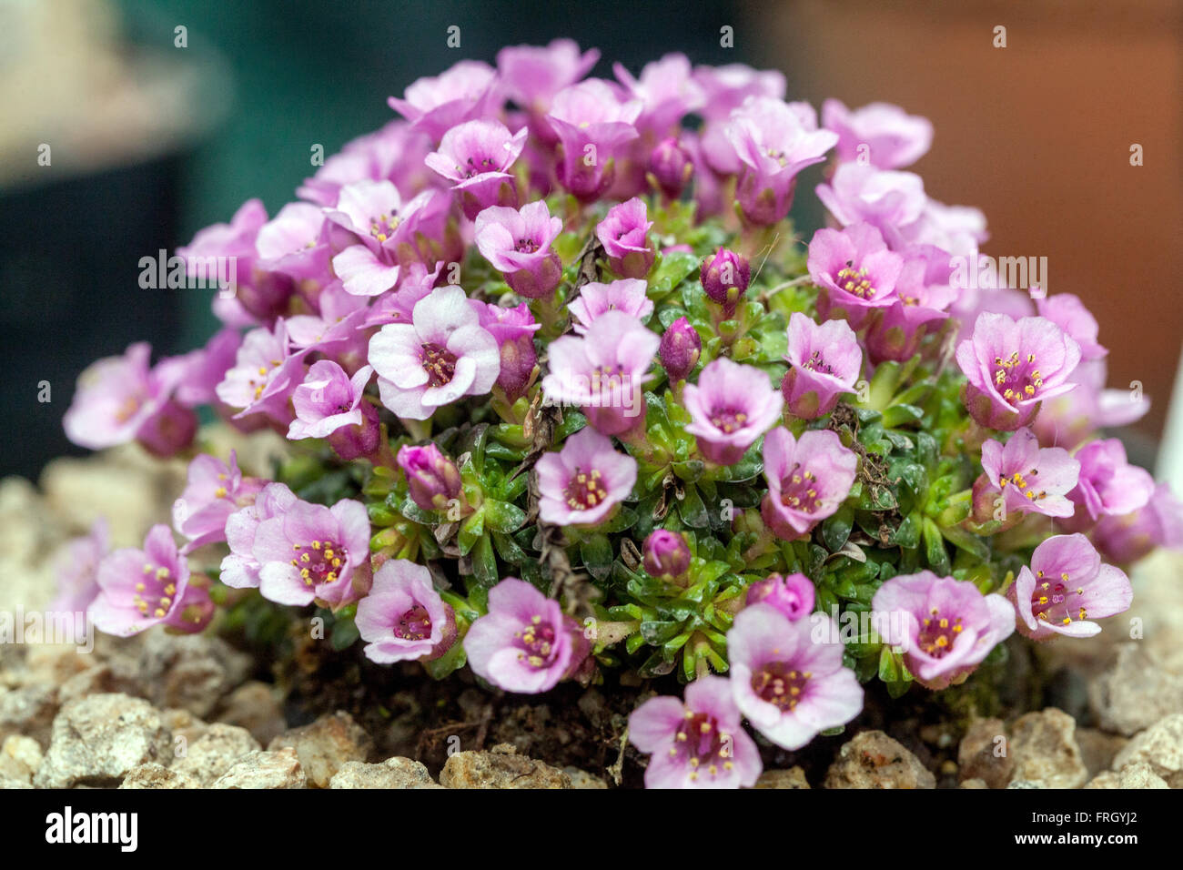 Saxifraga 'Gerald Phillip' sassifragio alpino rosa mossy Foto Stock