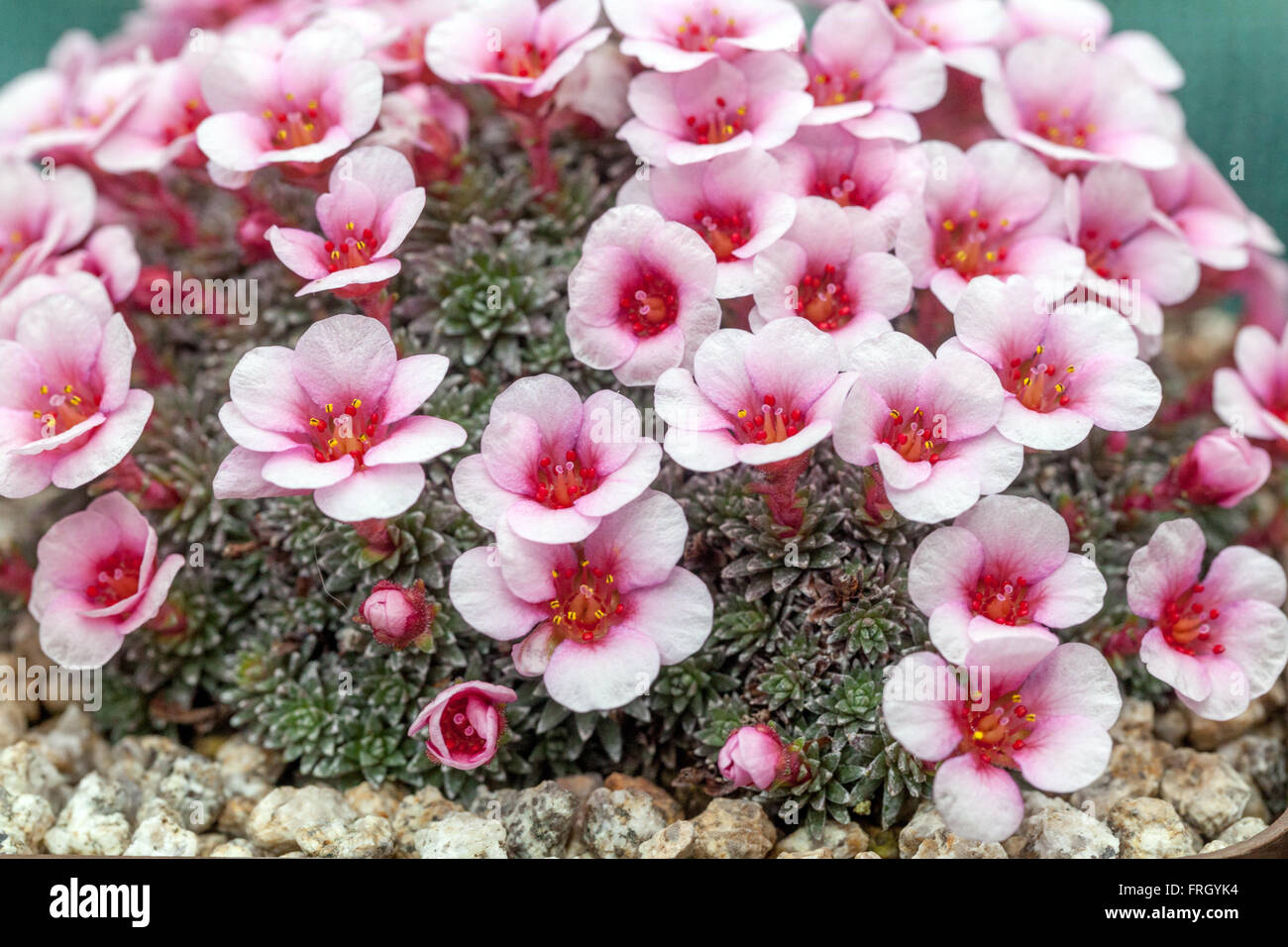 Saxifraga megaseaeflora 'Karel Capek' muschio di sassifragio alpino Foto Stock