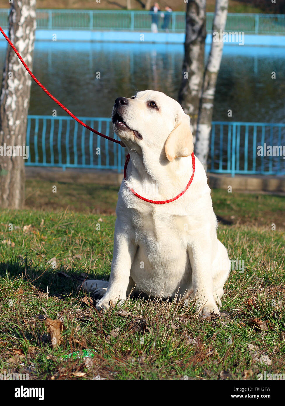 Un bel giallo labrador cucciolo in giardino Foto Stock