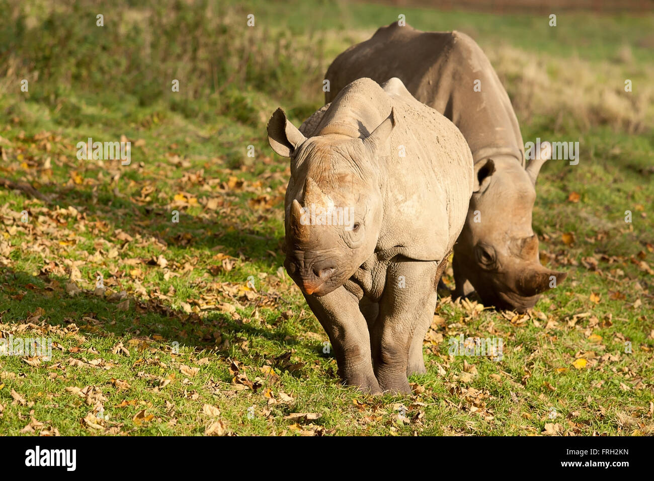Foto di una coppia di rinoceronte nero sotto il sole Foto Stock