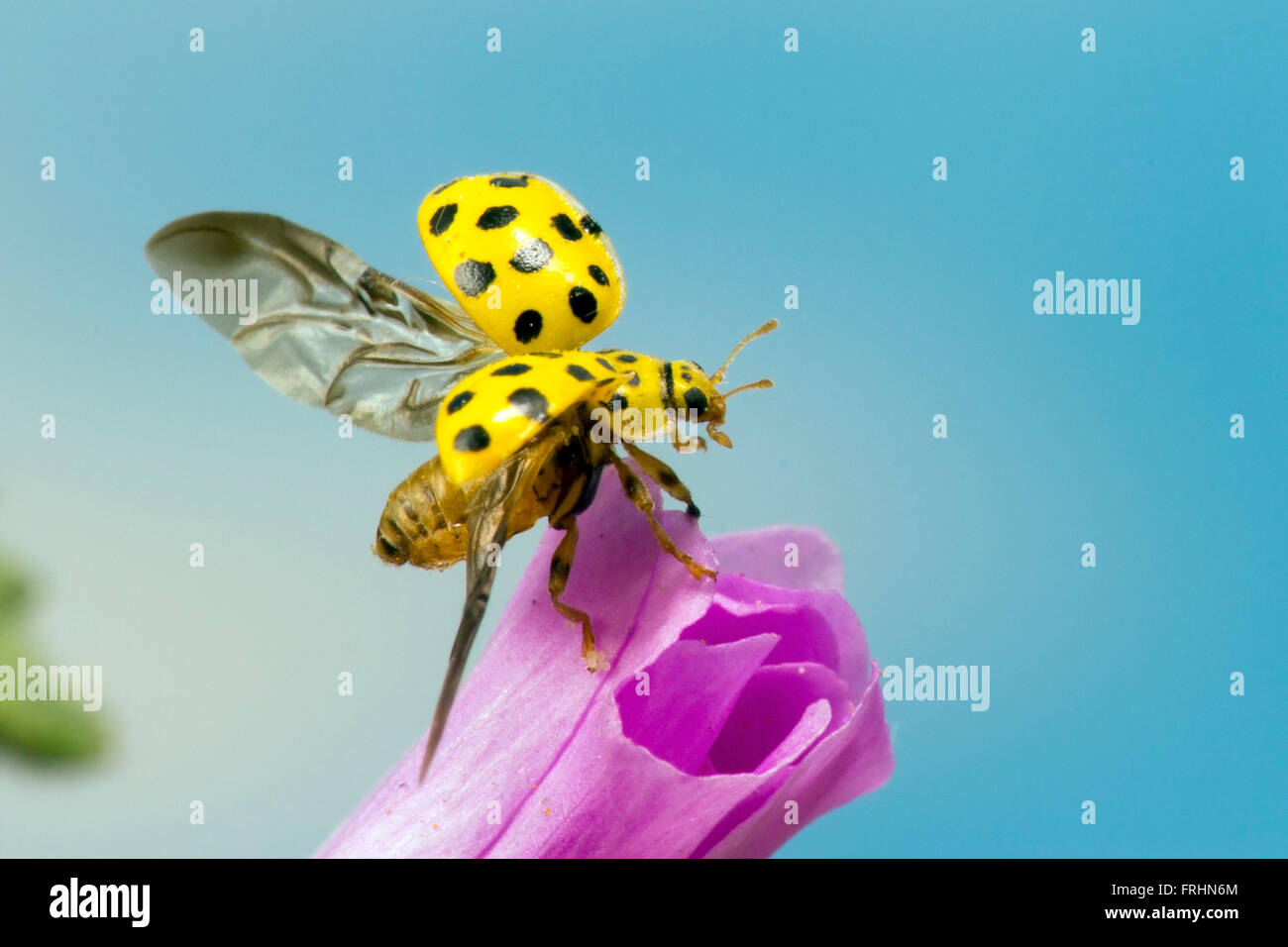 Un 22 spot ladybird circa per volare Foto Stock