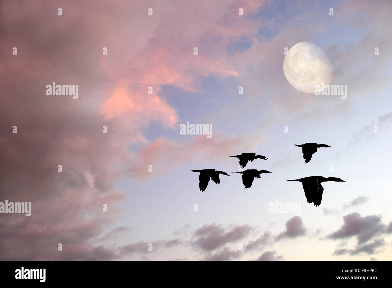 Gli uccelli silhouette è tre uccelli durante la migrazione di stagione. Foto Stock