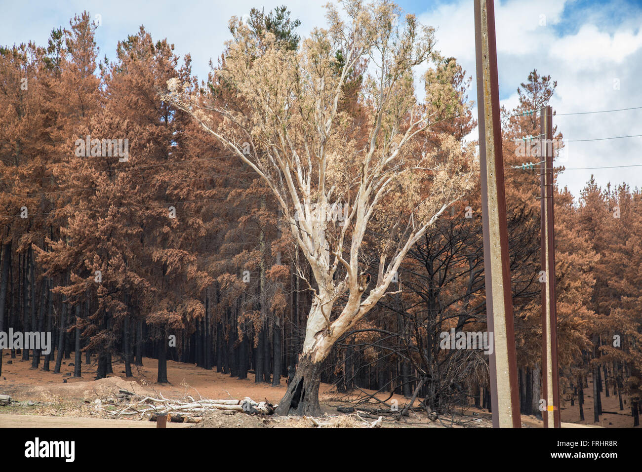 Conifere e unico albero di eucalipto dopo l incendio di foresta, poli elettrici e fili Foto Stock