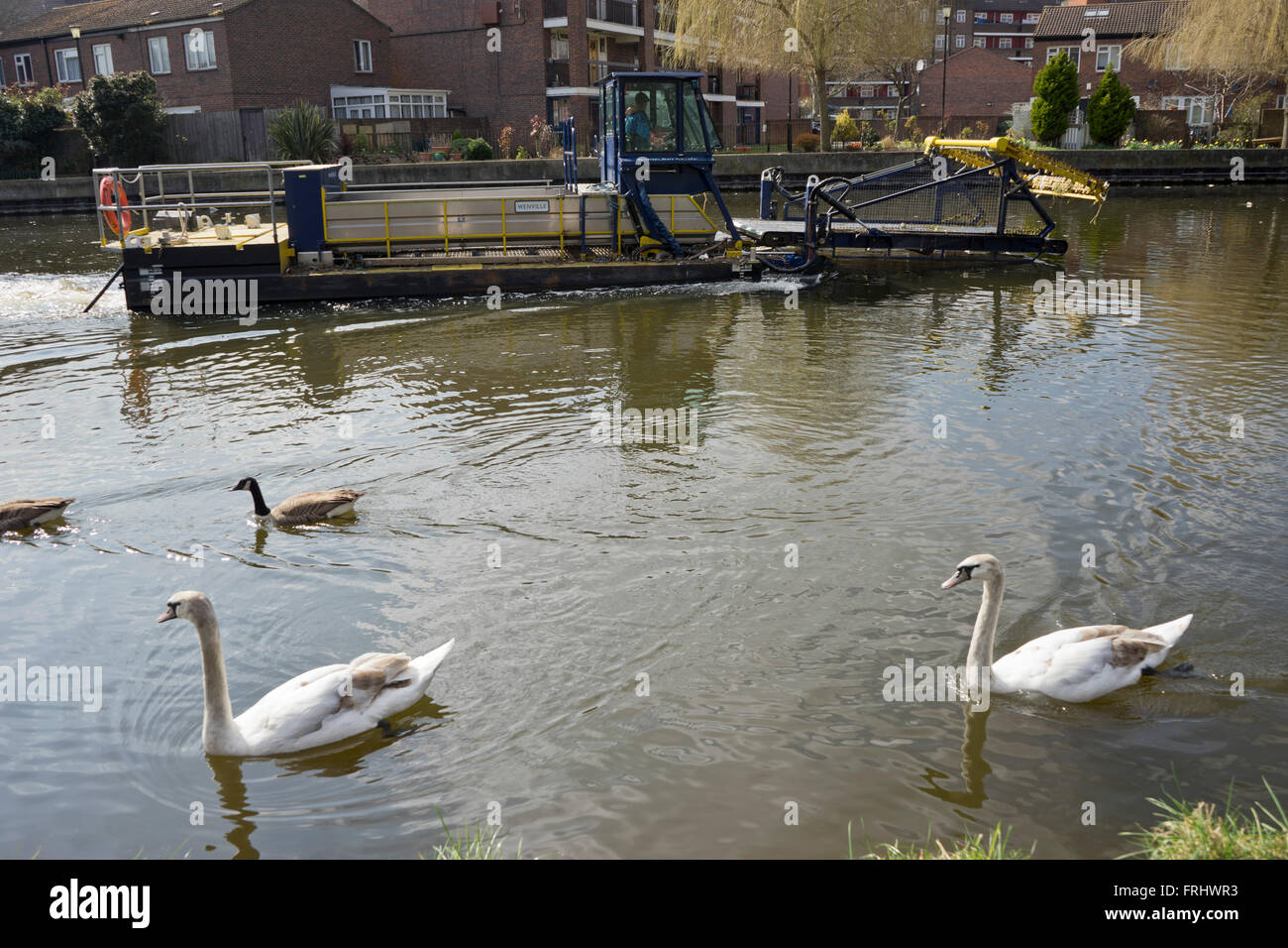 Manutenzione e chiatta cigni sul fiume Lea Navigation Canal vicino al QEII Olympic Park a Londra, Regno Unito Foto Stock