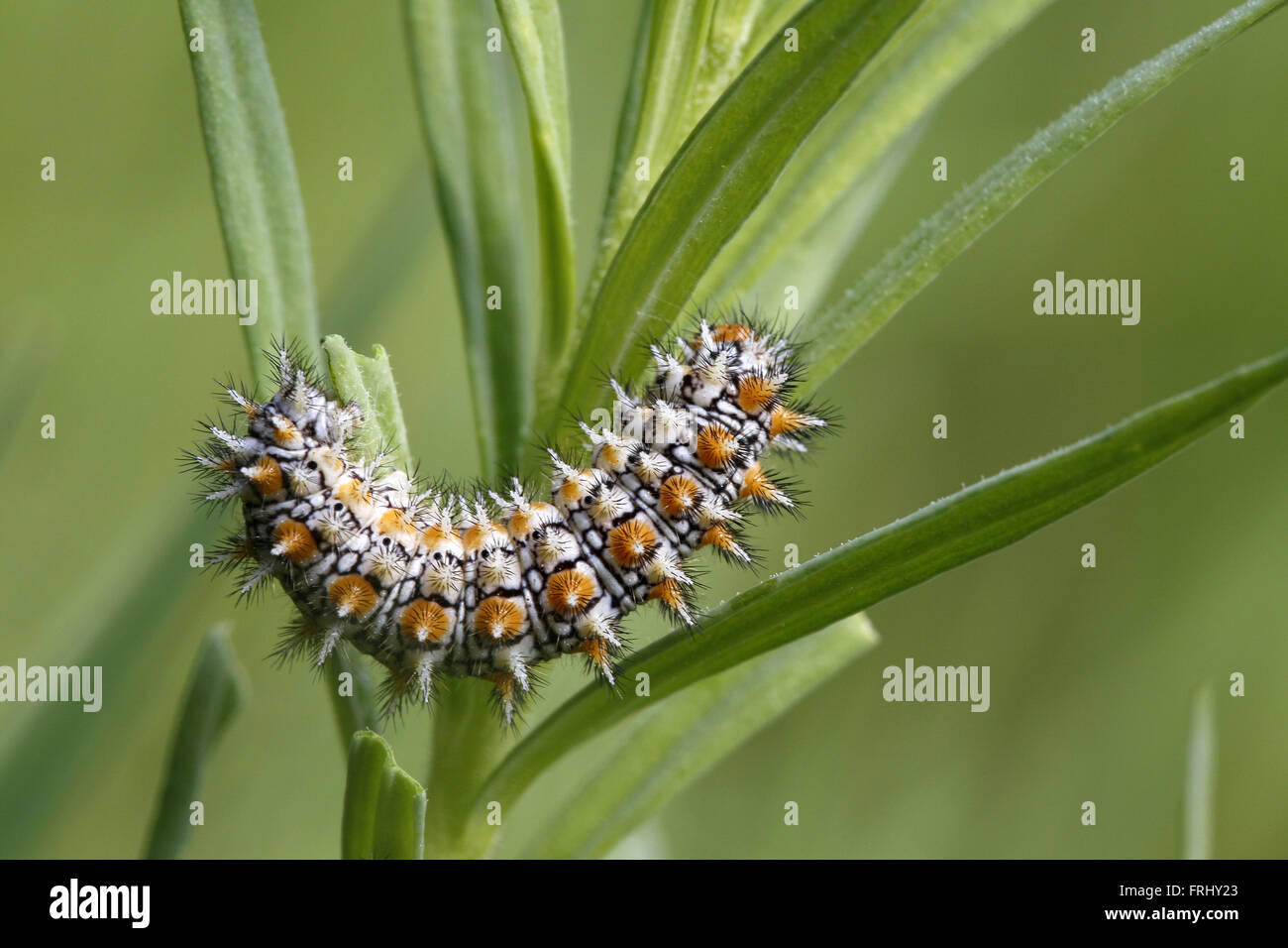 Avvistato Fritillary, Melitaea phoebe, caterpillar Foto Stock