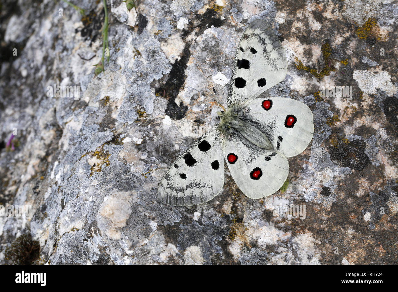 Apollo Parnassius apollo, femmina Foto Stock
