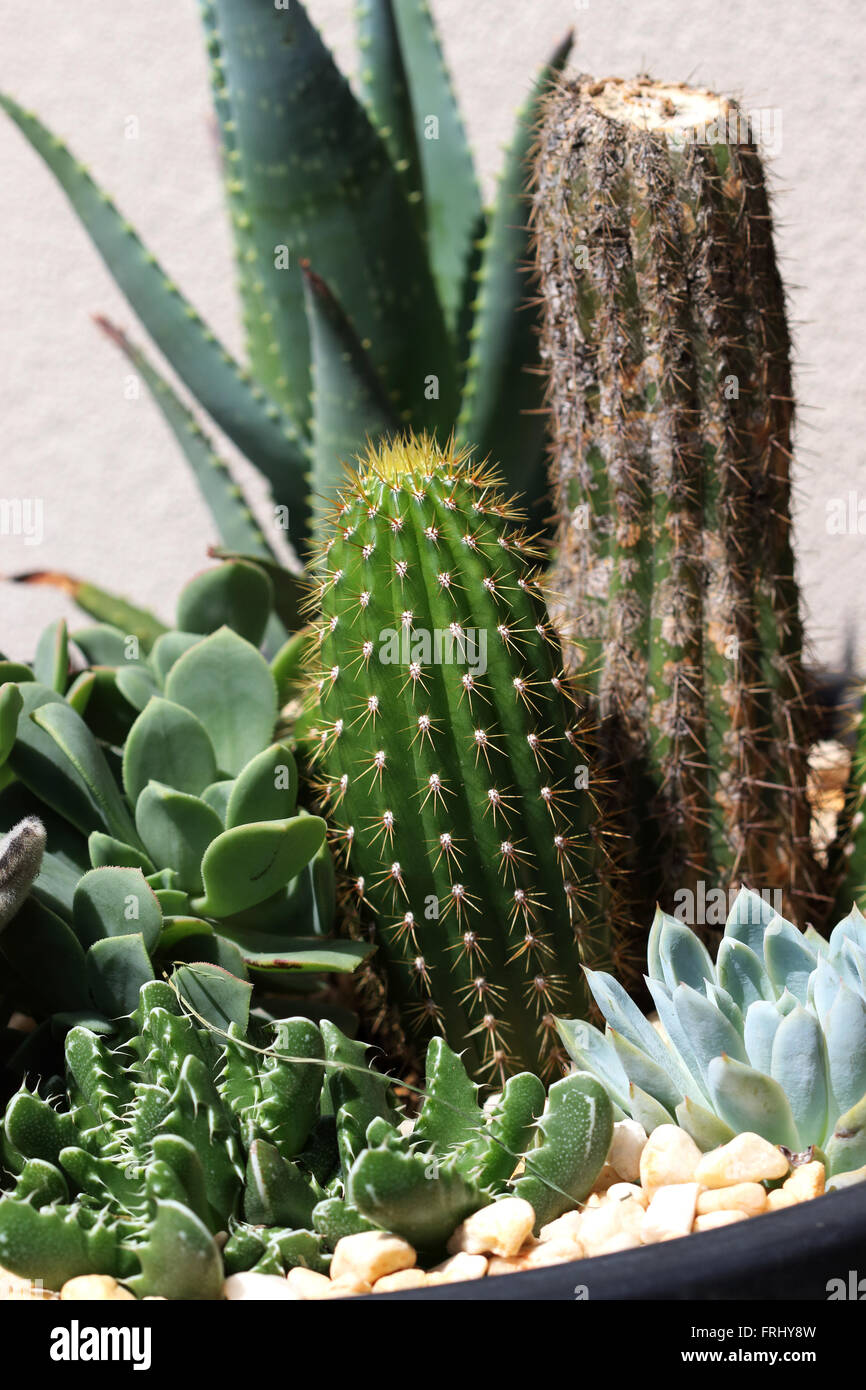 Varietà di cactus e piante succulente in una pentola Foto Stock