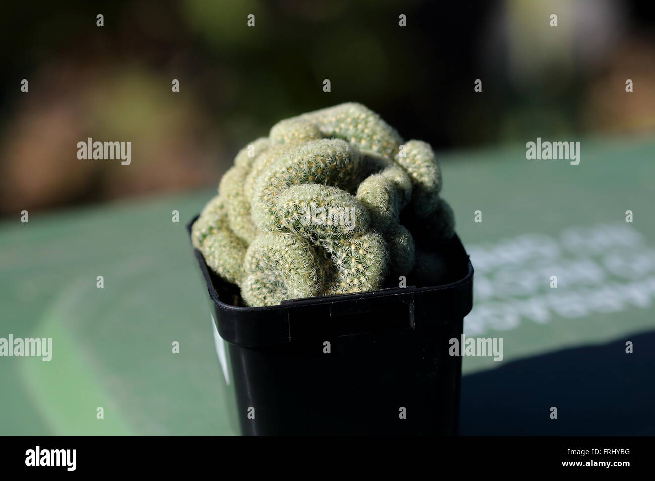Mammillaria elongata cristata o noti come cervello Cactus Foto Stock