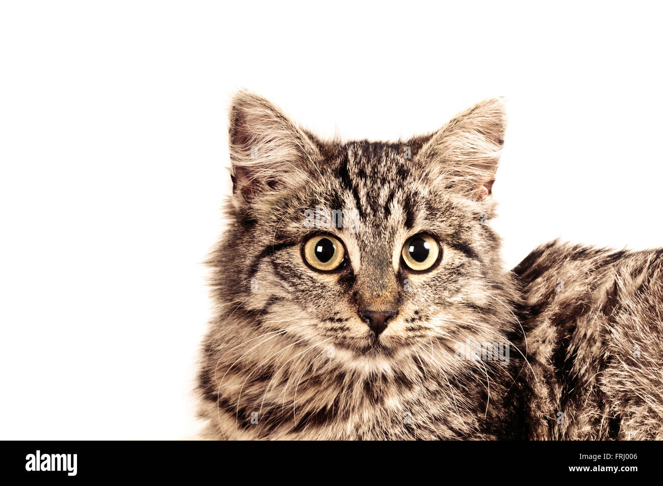 Nazionale europea incroci di cat Foto Stock