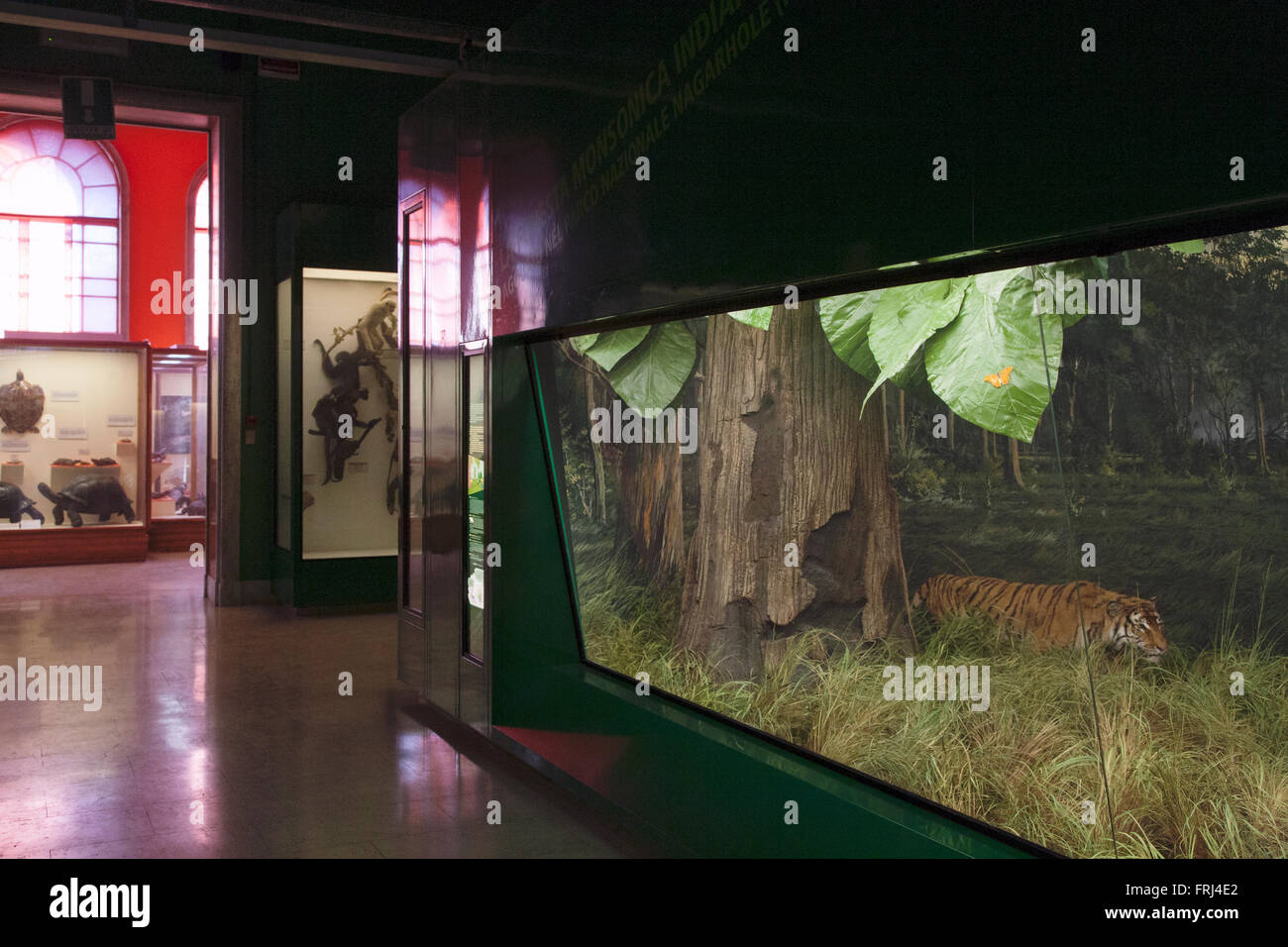 Il museo naturale di storia, animali impagliati in casi di vetro: Tiger Foto Stock
