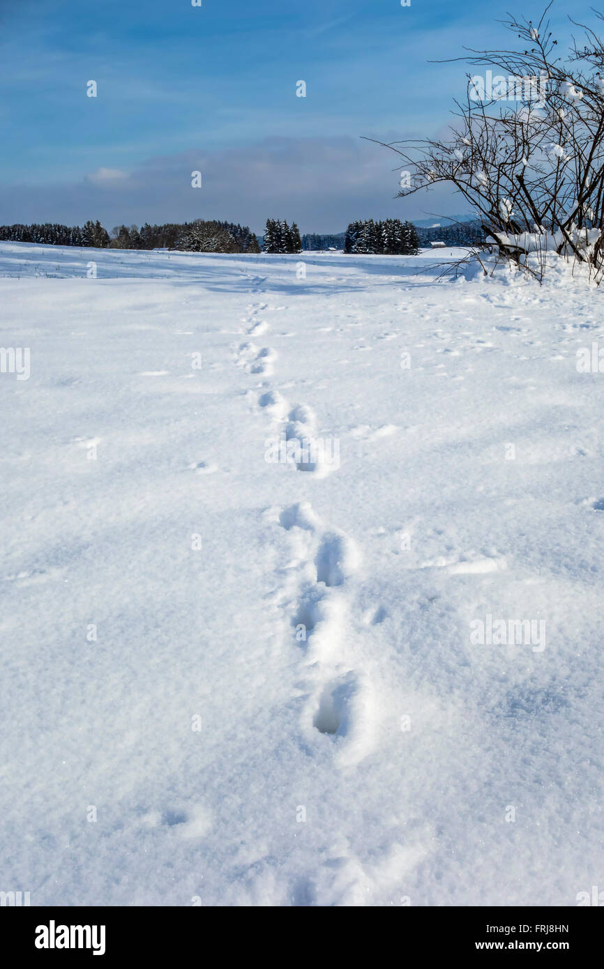 Immagine dell animale stampe del piede nella neve Foto Stock
