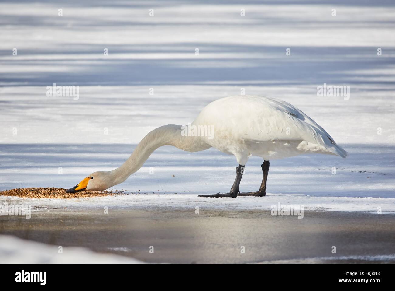 Whooper swan (Cygnus Cycnus) in piedi e mangiare sul ghiaccio di un lago ghiacciato in Finlandia in inverno. Bella tardo pomeriggio sunl Foto Stock