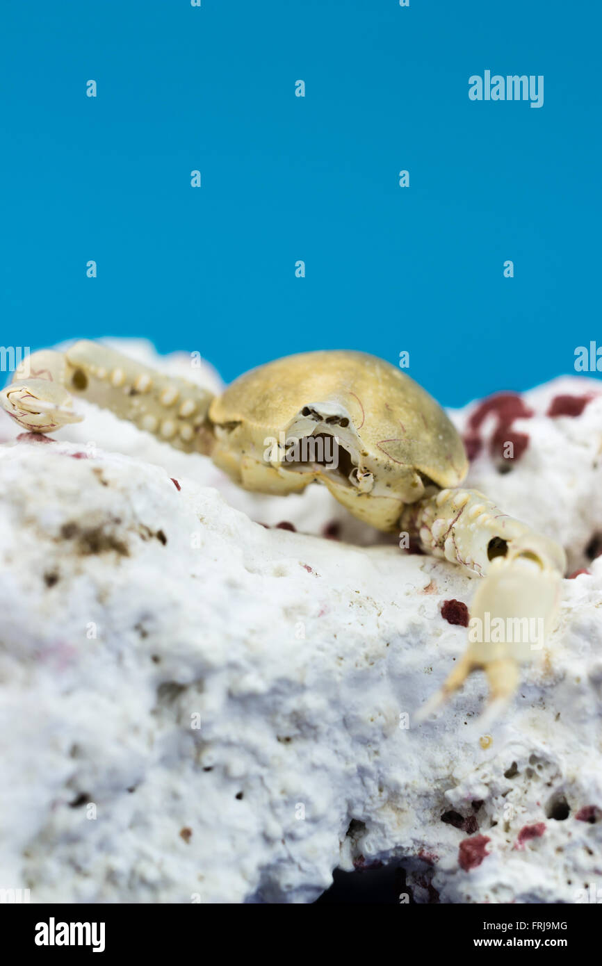 Il granchio con corallo su sfondo blu Foto Stock