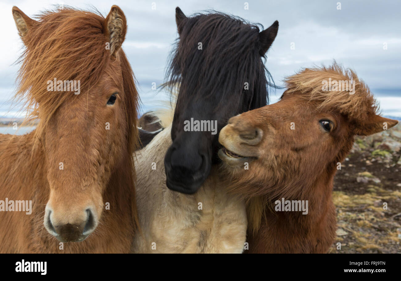 Cavalli islandesi sono trovati in tutto il paese e sono molto felice di rappresentare per voi fino a quando uno di loro decide che vuole essere Foto Stock