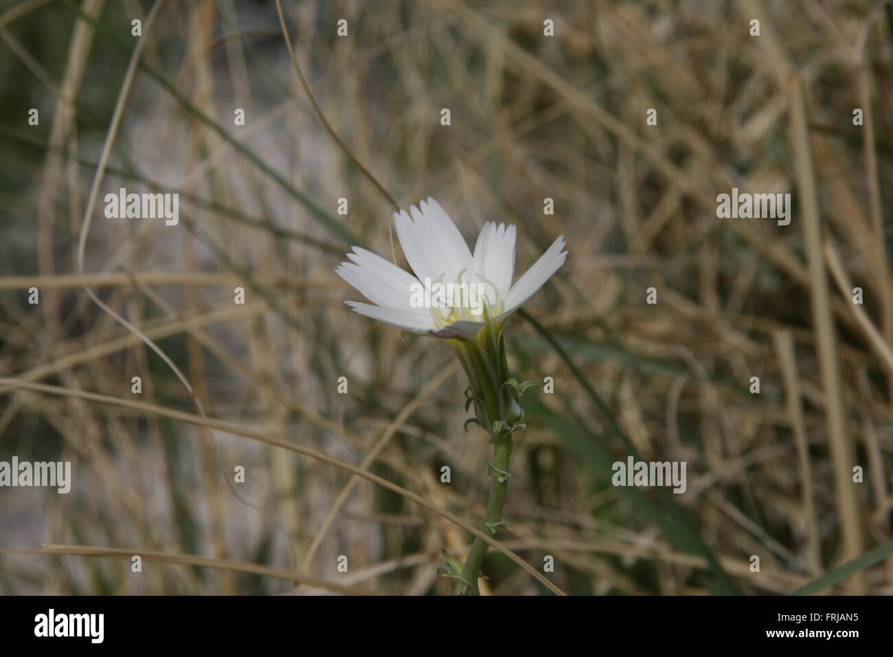 Super Rare Bloom 2016 Parco Nazionale della Valle della Morte Foto Stock