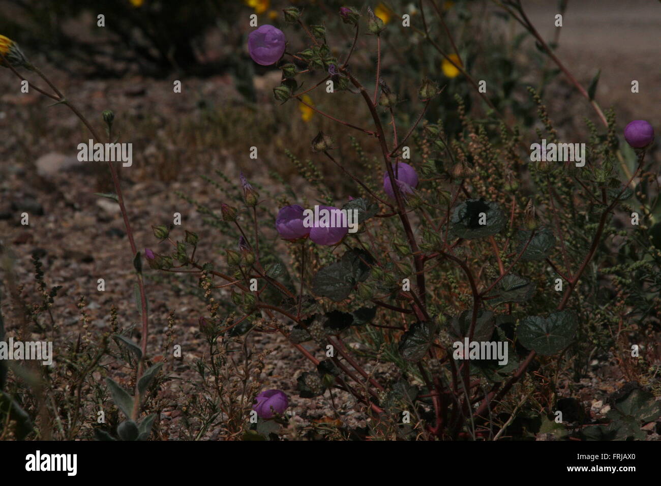 Rari fiori selvatici Super Bloom Death Valley 2016 Foto Stock