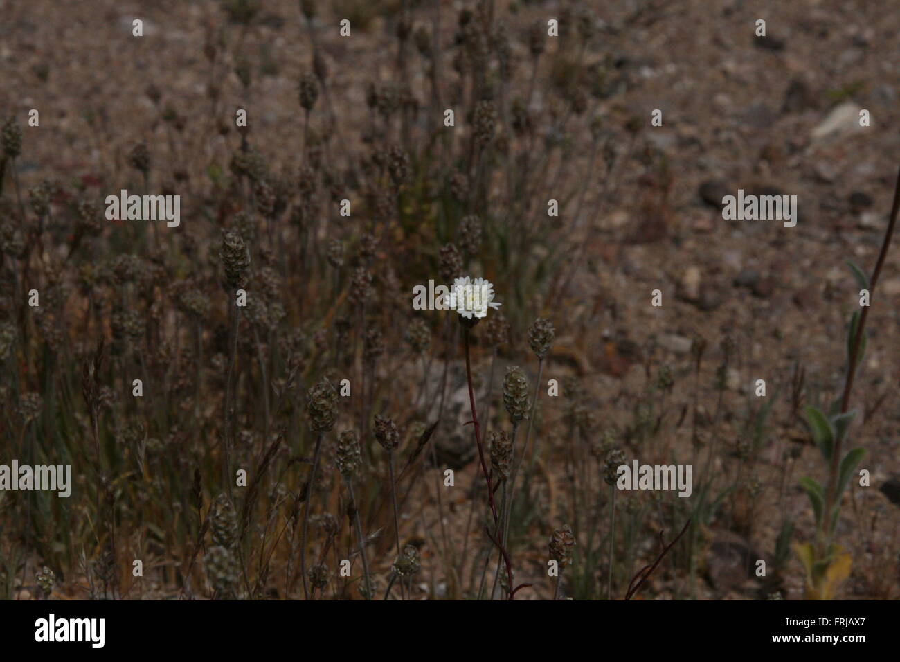 Rari fiori selvatici Super Bloom Death Valley 2016 Foto Stock