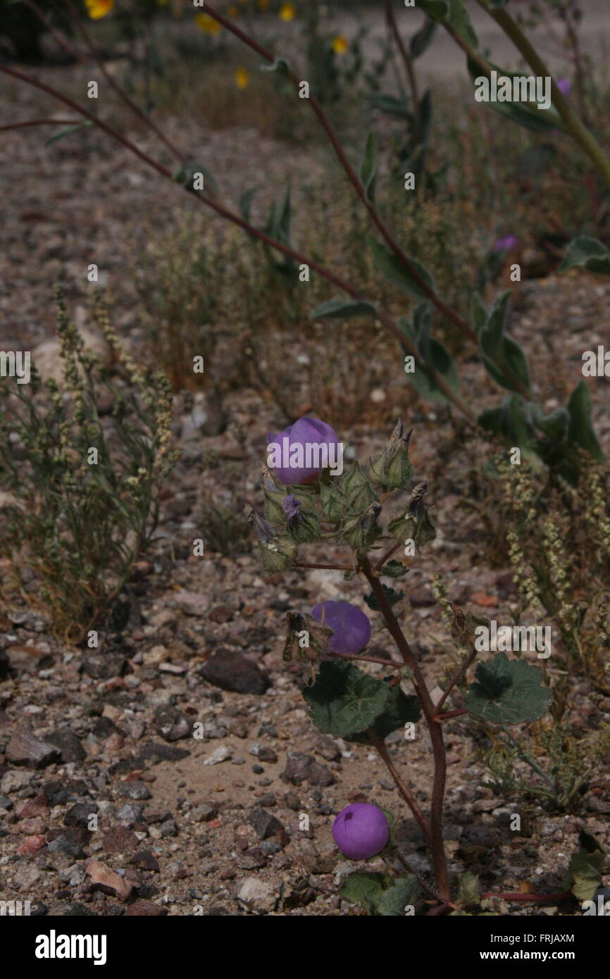 Rari fiori selvatici Super Bloom Death Valley 2016 Foto Stock