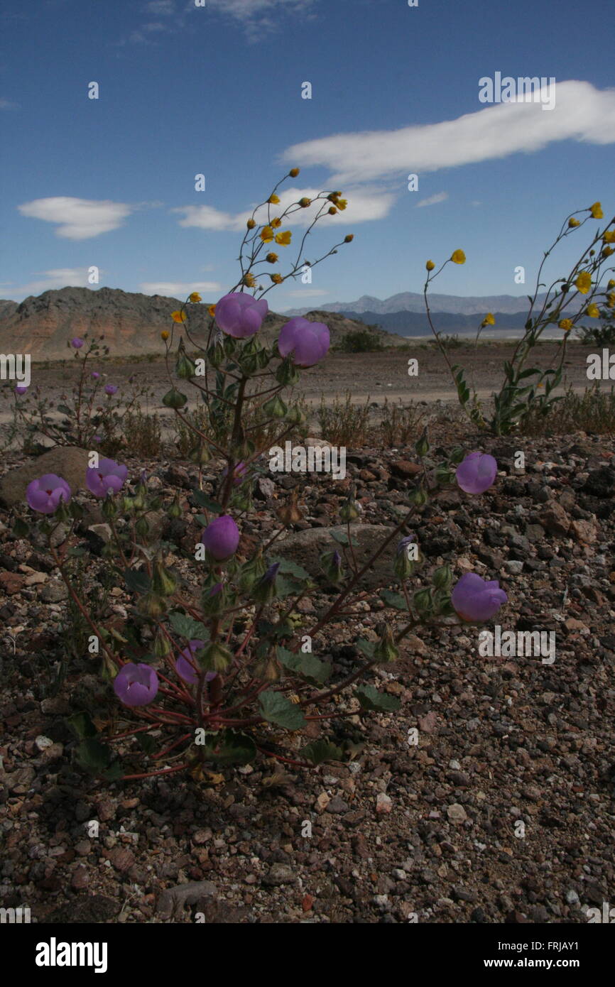 Rari fiori selvatici Super Bloom Death Valley 2016 Foto Stock