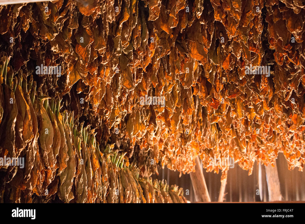 Cuba nel 2015 all'Robaina fabbrica di sigari, Vinales Foto Stock