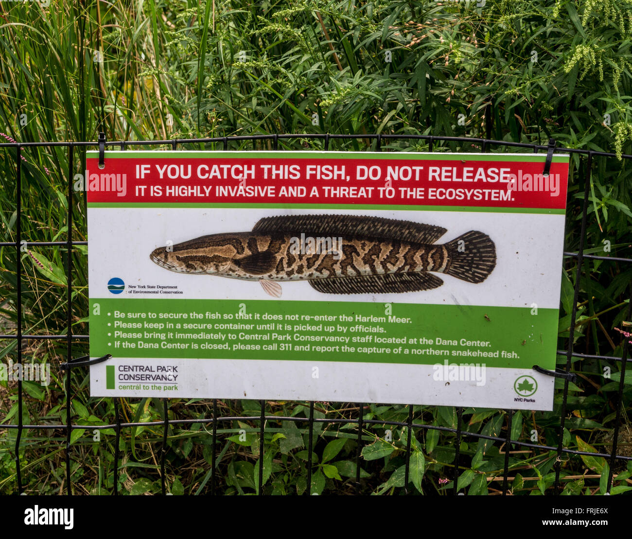 Segnale di avvertimento in corrispondenza di Harlem Meer, al Central Park di New York City, Stati Uniti d'America. Northern Snakehead Fish Foto Stock