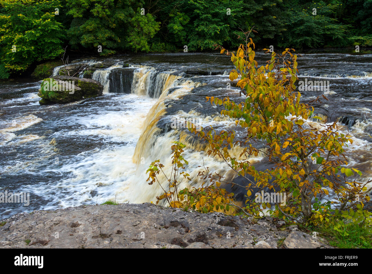 Upper Falls, Aysgarth Falls, Wensleydale, Yorkshire Dales National Park, England, Regno Unito Foto Stock