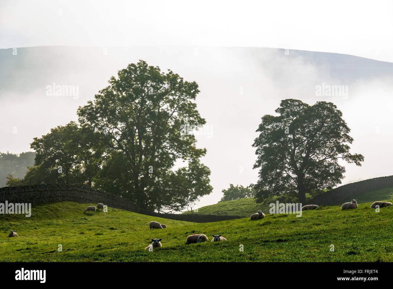 Le nebbie di mattina in Bishopdale, vicino Aysgarth Falls, Wensleydale, Yorkshire Dales, Inghilterra, Regno Unito. Altezza di Hazely al di sopra della nebbia. Foto Stock