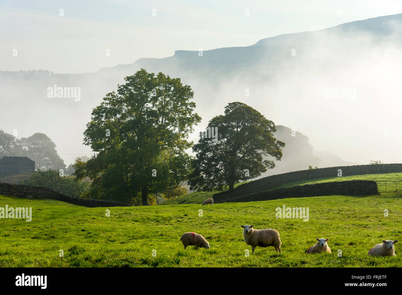 Le nebbie di mattina in Bishopdale, vicino Aysgarth Falls, Wensleydale, Yorkshire Dales, Inghilterra, Regno Unito. Penhill cicatrice sopra la nebbia. Foto Stock