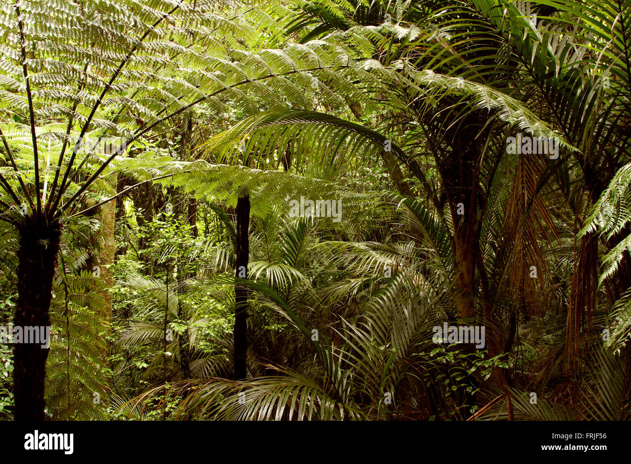 Verde e lussureggiante fogliame nella giungla tropicale Foto Stock