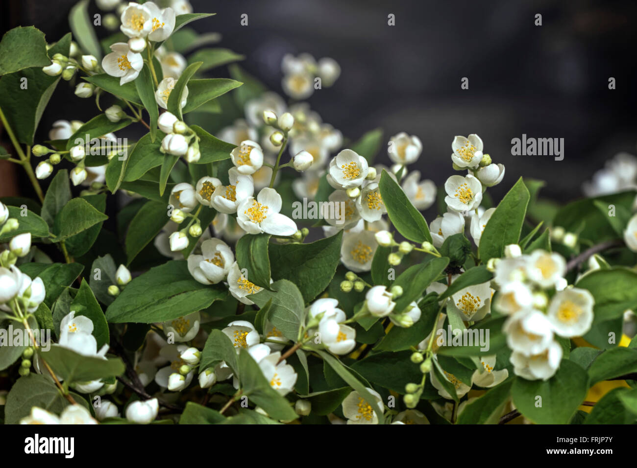 Bella estate lussureggiante fioritura di fiori di gelsomino sui rami Foto Stock