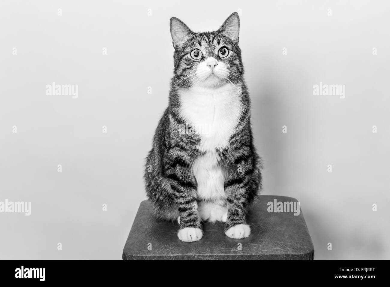 Adulto bel gatto seduto su uno sgabello in bianco e nero Foto Stock