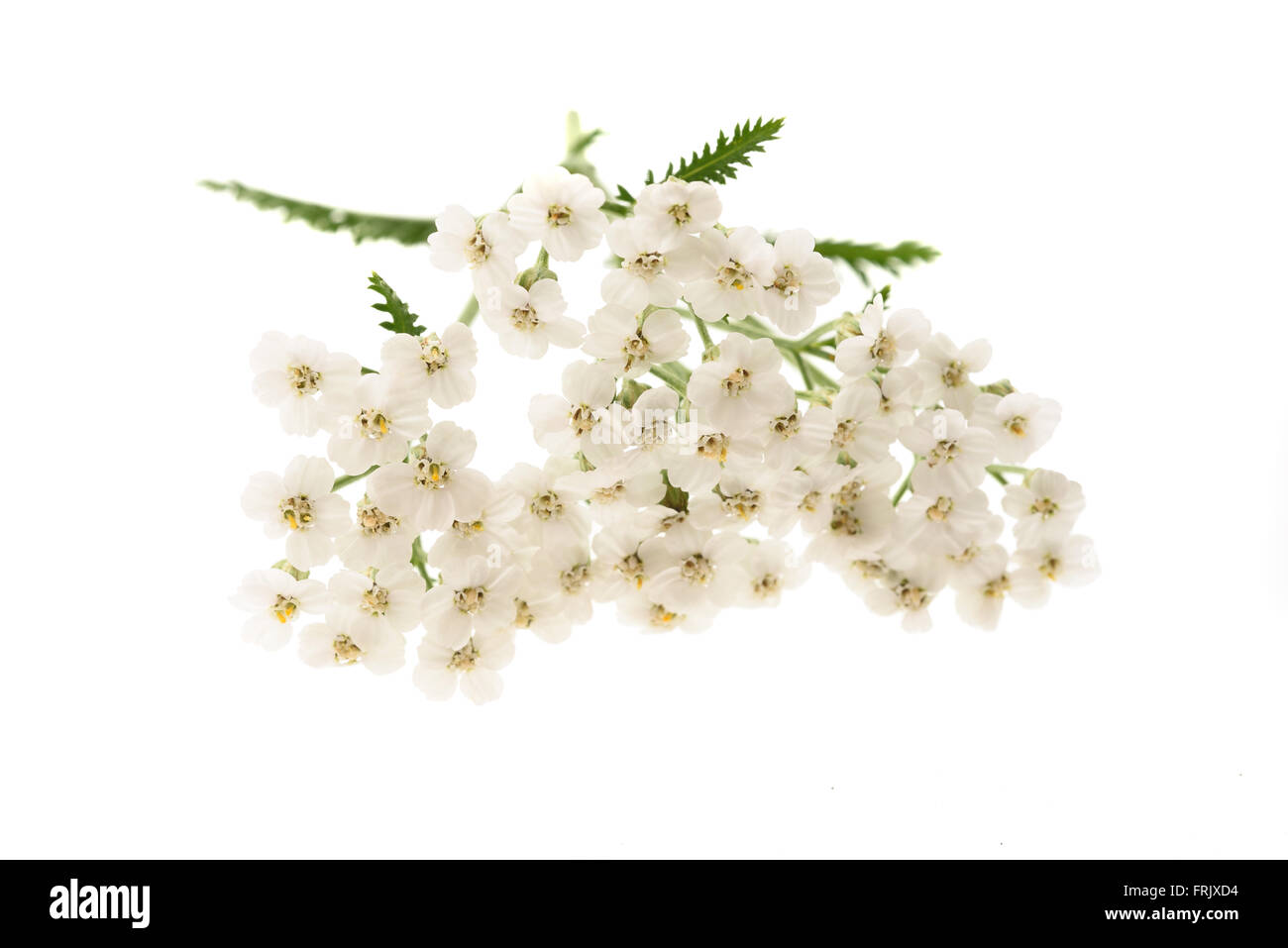 Yarrow bianco fiori isolati su sfondo bianco. Foto Stock