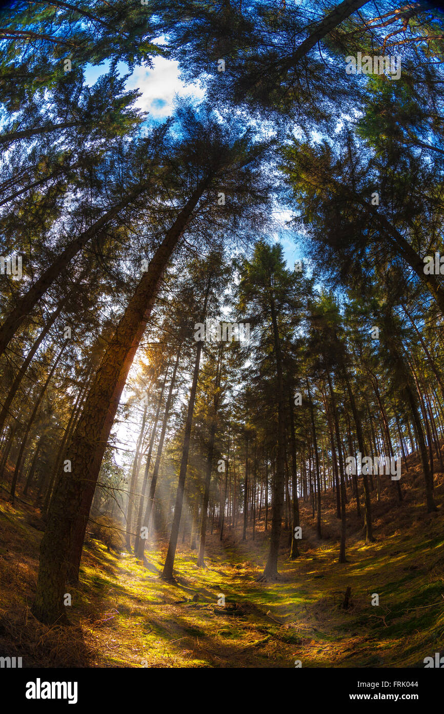 I raggi di luce che brilla attraverso gli alberi in una foresta in una giornata di sole Foto Stock