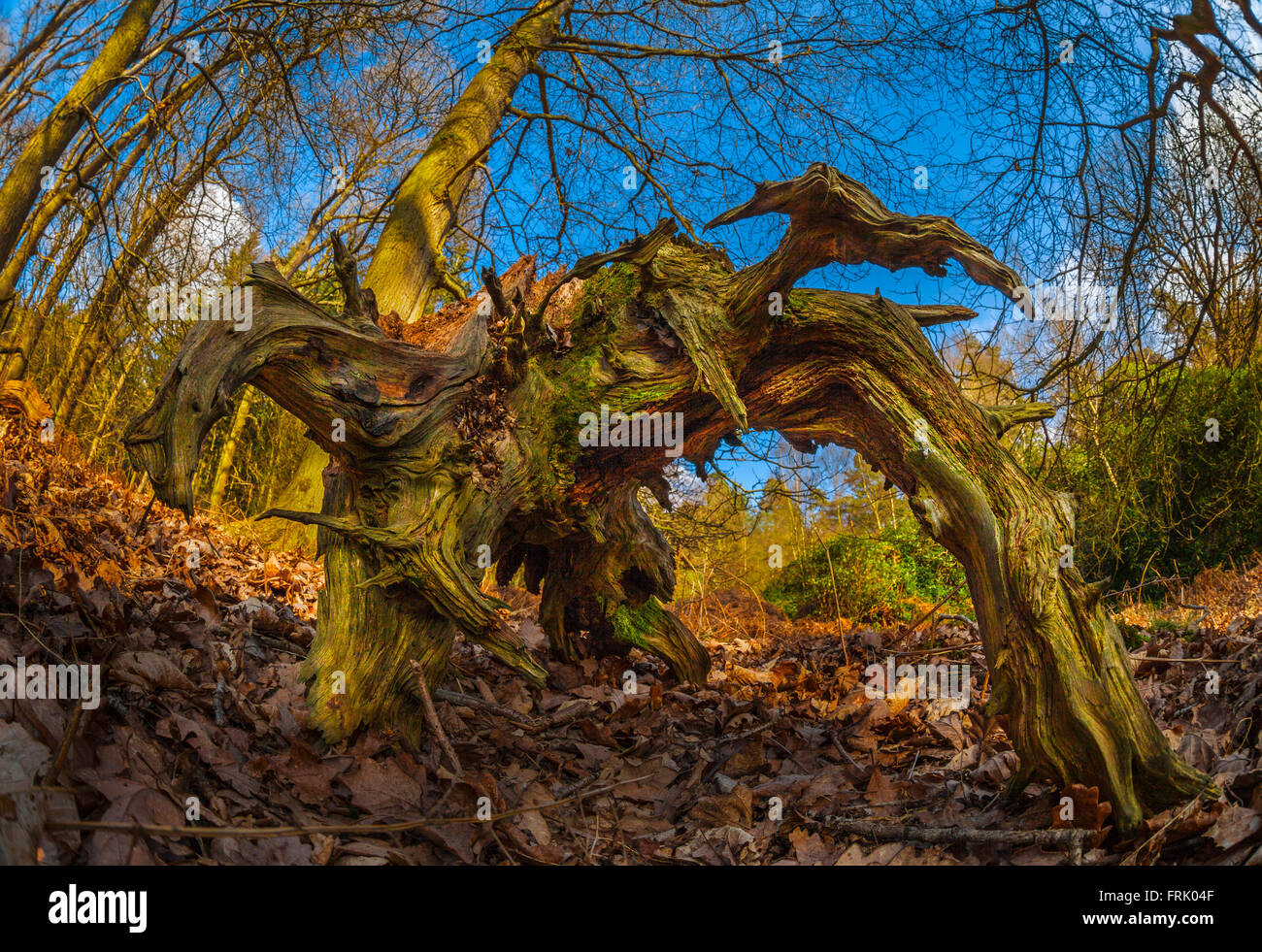 Il vecchio marcio tronco di albero in una foresta in autunno con foglie di Cariati sul terreno in una giornata di sole. Foto Stock