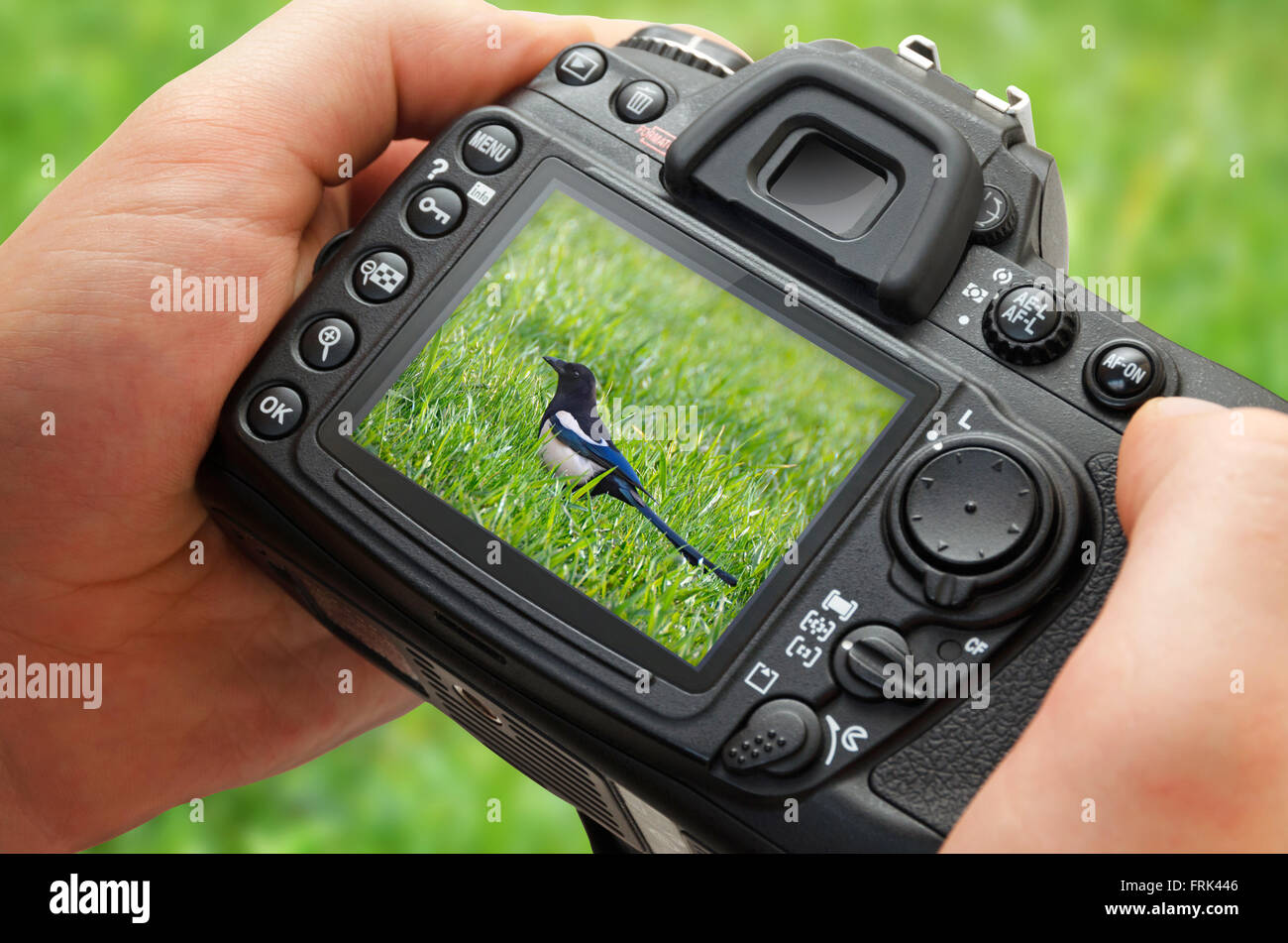 Foto di uccello sul display della fotocamera durante l'hobby della fotografia in natura Foto Stock